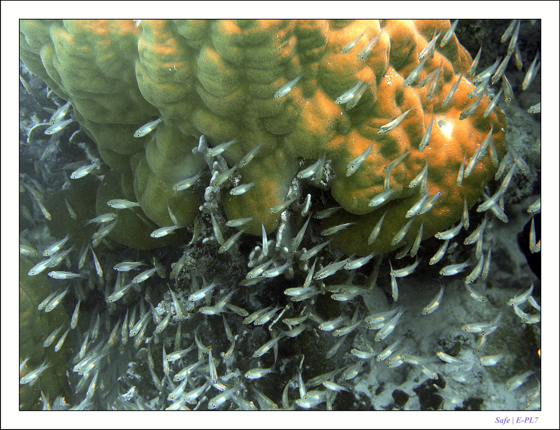 2022 - 07 - snorkeling Maldives - 003